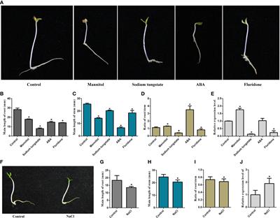 A mulberry 9-cis-epoxycarotenoid dioxygenase gene MaNCED1 is involved in plant growth regulation and confers salt and drought tolerance in transgenic tobacco